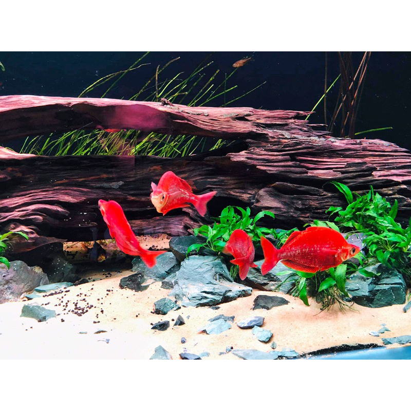 Mạch Đèn Led 6in1 SMD 5054 Bể Cá Bản Vá Sóng RRRGBW + UV