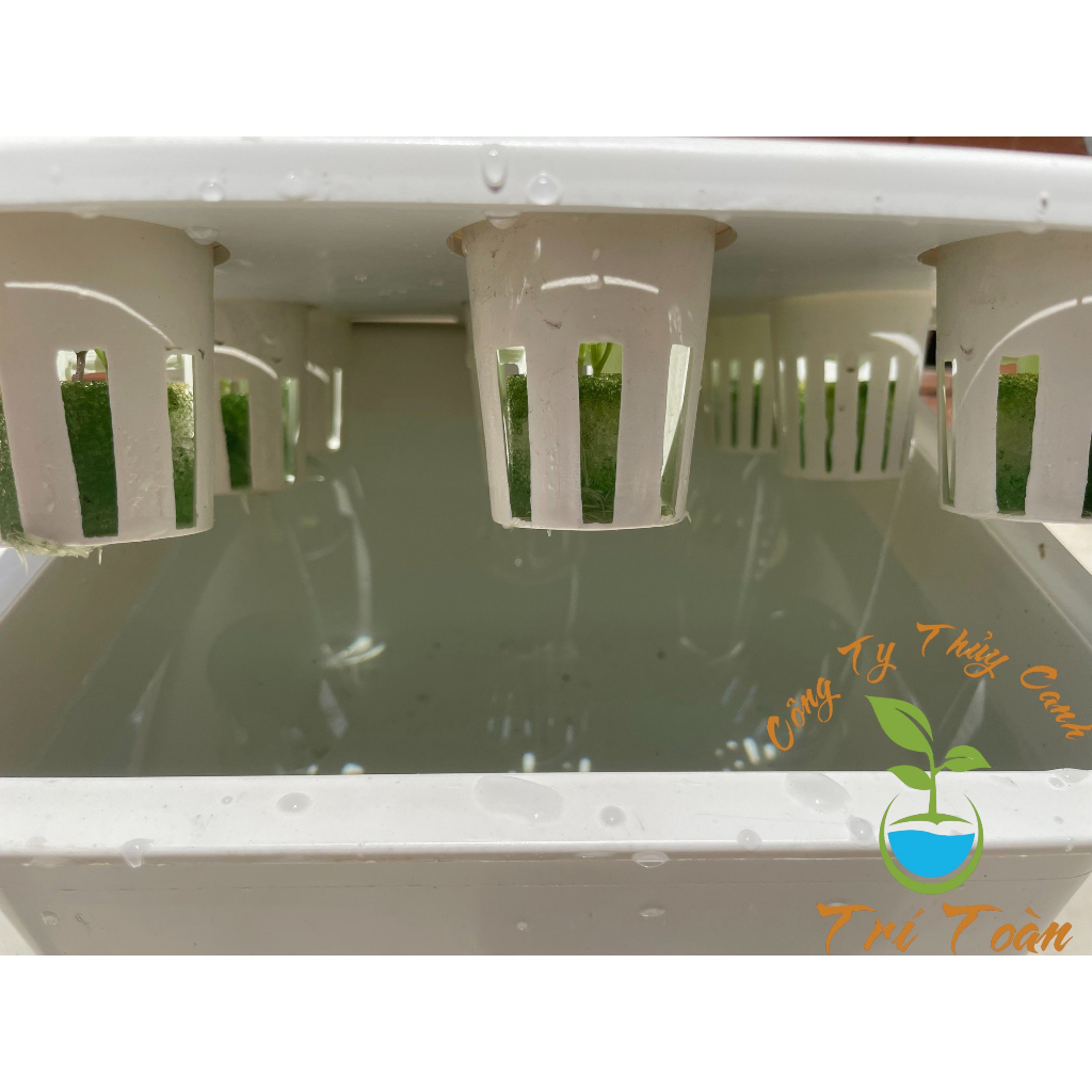 Rọ nhựa dùng trồng rau thủy canh cao cấp sử dụng cho giá thể mút xốp kích thước 55x50x35