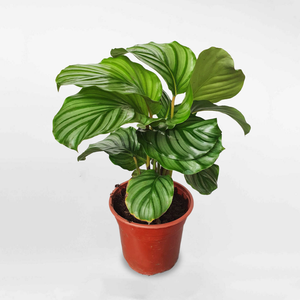 Cây đuôi công táo, Cao 30cm - Trang trí nội thất, bàn làm việc, phòng ngủ