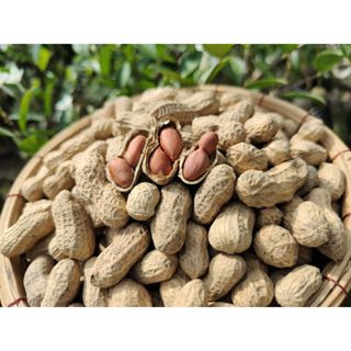 ĐẬU PHỘNG RANG NGUYÊN VỎ - NGON BỔ CHẤT LƯỢNG 100G / 250G / 500G