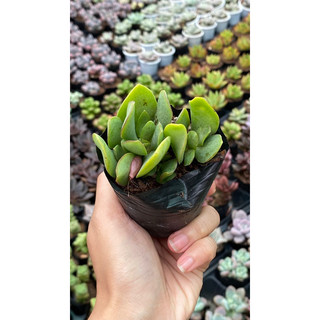 Sen đá thạch bích xoắn size bầu 5cm hư 1 đổi 1