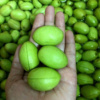 Cây giống cà na thái(1caay)