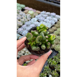 Sen đá ống điếu size bầu 5cm hư 1 đổi 1