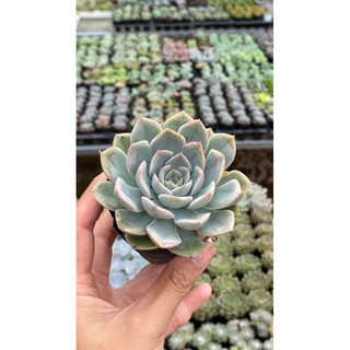 Sen đá liên đài xanh size bầu 5cm hư 1 đổi 1