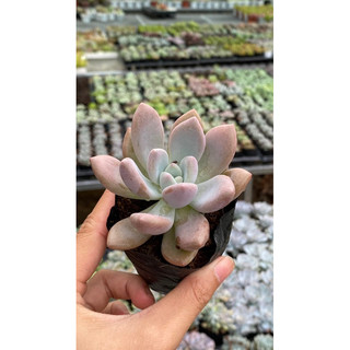 Sen đá sỏi hồng đà lạt graptoveria opalina size bầu 5cm hư 1 đổi 1