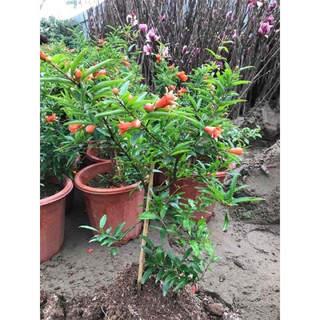 Cây giống lựu lùn Ấn độ(1caay)