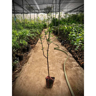 Cây giống lựu lùn Ấn độ(1caay)