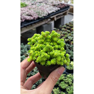 Sen đá sedum dạ quang size bầu 5cm hư 1 đổi 1