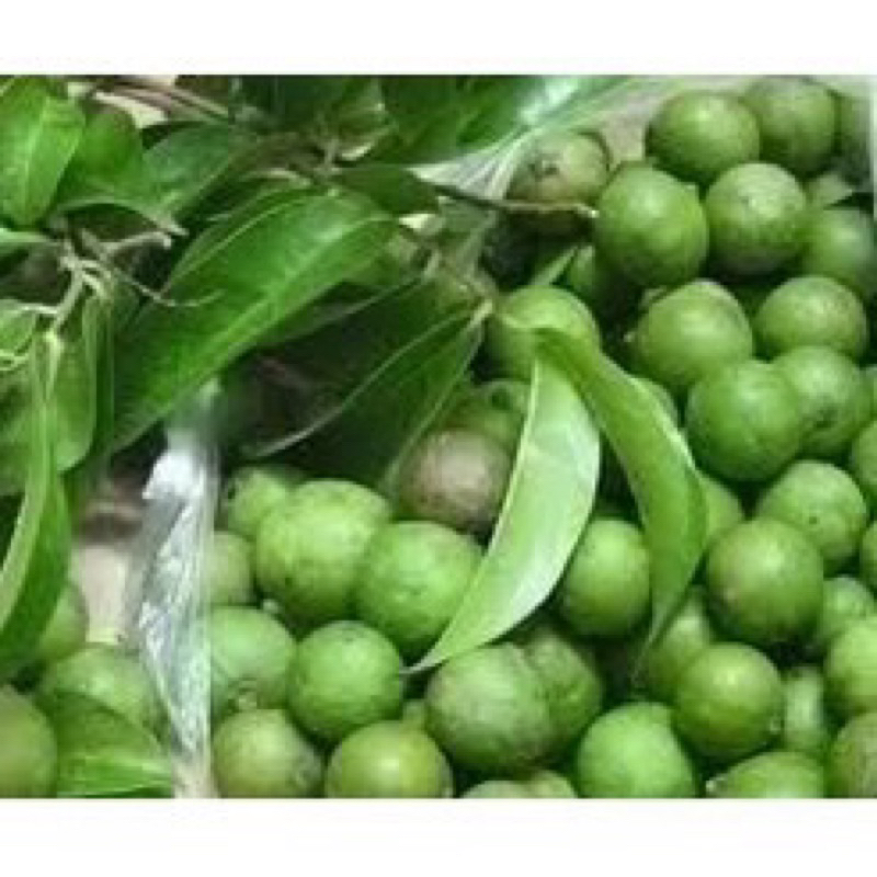 cây giống sấu chùm(1caay)