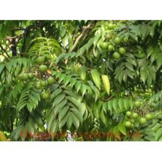 cây giống sấu chùm(1caay)