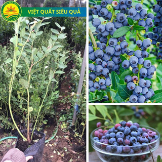 Cây giống việt quất 1bầu cây