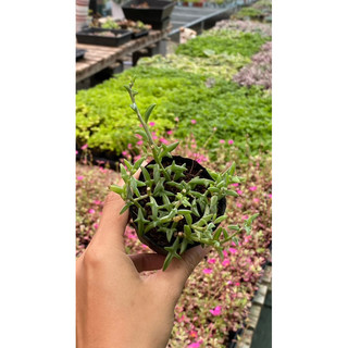 Sen đá cá heo size bầu 5cm hư 1 đổi 1