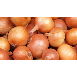 Hạt giống củ Hành Tây củ bự