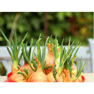 Hạt giống củ Hành Tây củ bự