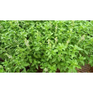 Hạt giống rau É trắng