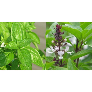 Hạt giống rau É trắng