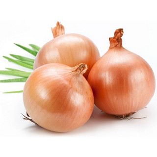 Hạt giống củ hành tây