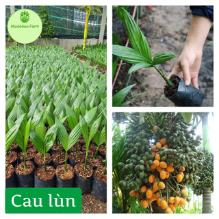 Cây cau lùn tứ quý ra quả quanh năm chuẩn giống