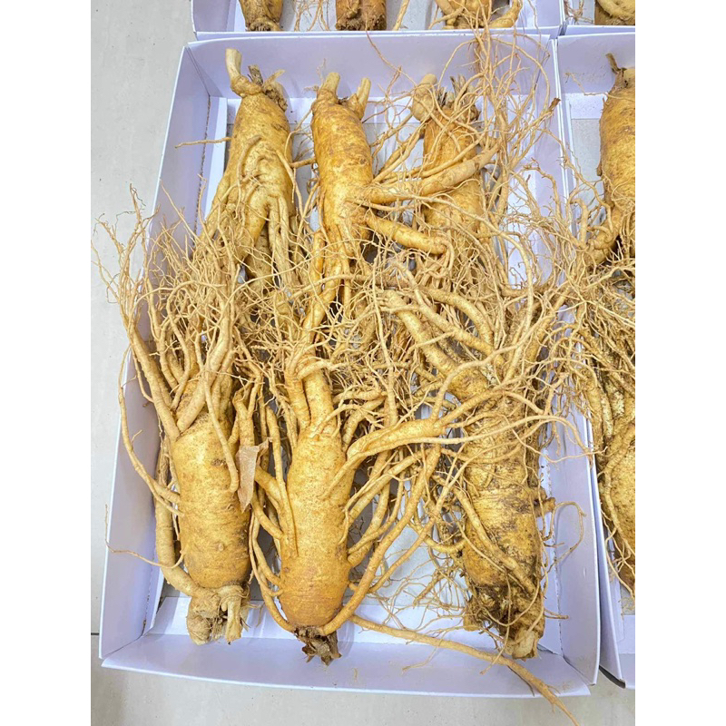 NHÂN SÂM TƯƠI HÀN QUỐC 6 NĂM TUỔI 6 CỦ/KG