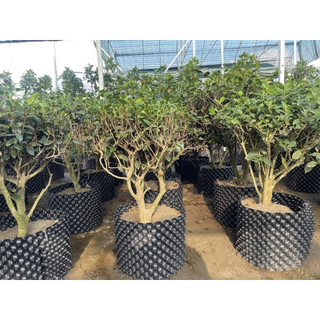 ĐẾ BẦU ƯƠM THÔNG MINH V6 ĐK 60CM