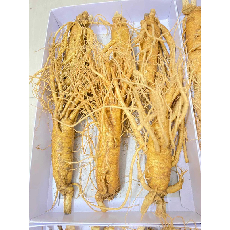 NHÂN SÂM TƯƠI HÀN QUỐC 6 NĂM TUỔI 6 CỦ/KG