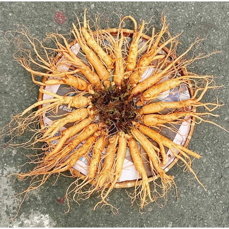 NHÂN SÂM HẦM GÀ 18-35 CỦ 1KG