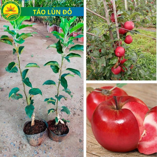 Cây giống Táo lùn đỏ