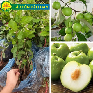 Cây giống táo lùn đài Loan
