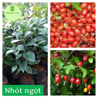 Cây giống nhót ngọt f1 siêu trái chỉ 8 tháng ra quả