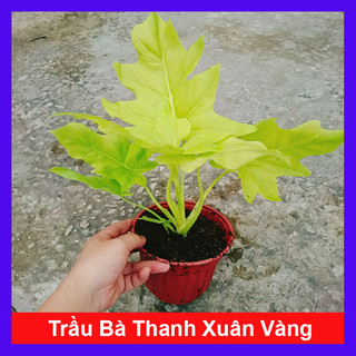Cây Trầu Bà Thanh Xuân - cây cảnh trong nhà