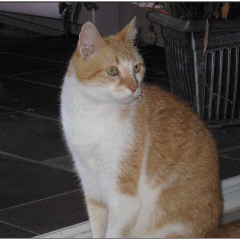 Panasonic DMC-LS80 Máy ảnh Vintage ngoại hình đẹp