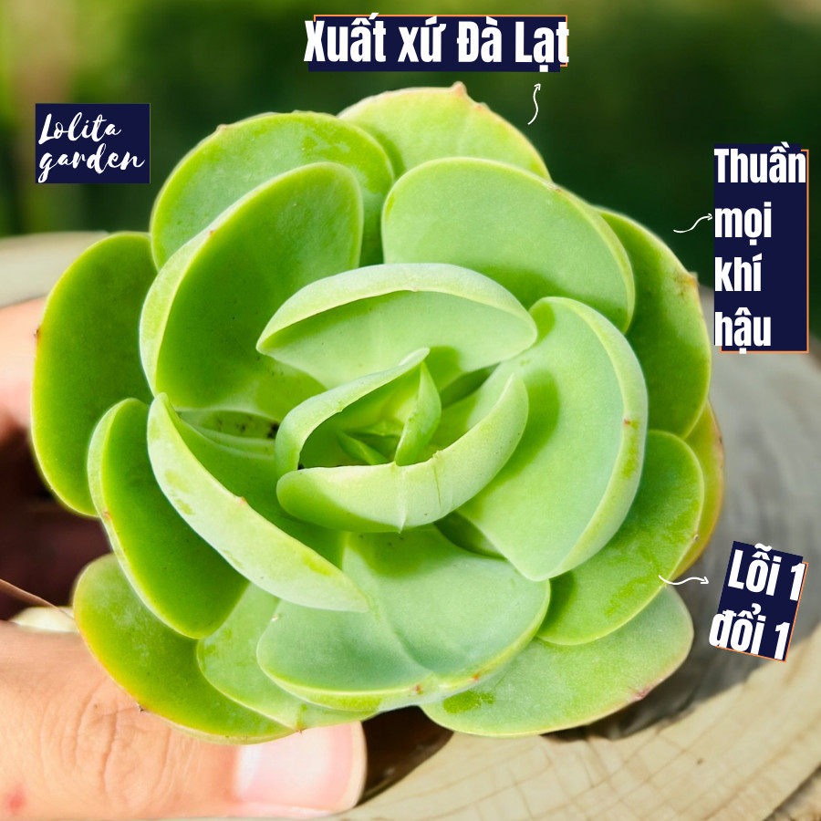 Sen đá bèo má đào Đà Lạt size bé cây cảnh trang trí nhà Lolita garden
