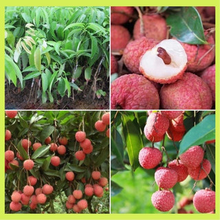 Cây giống vải Thiều hạt lép