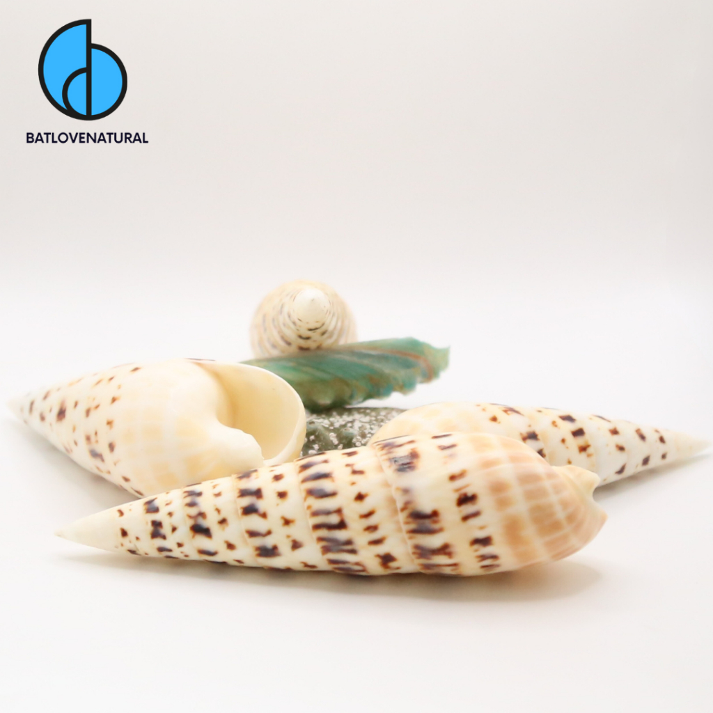 Vỏ ốc Măng - Vỏ ốc trang trí nhiều kích thước - Vỏ ốc đẹp