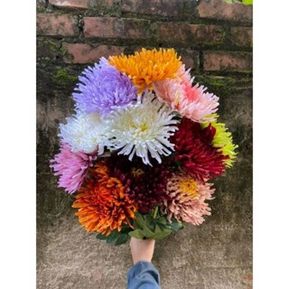 Hoa Cúc Kim Cao Cấp nhập khẩu