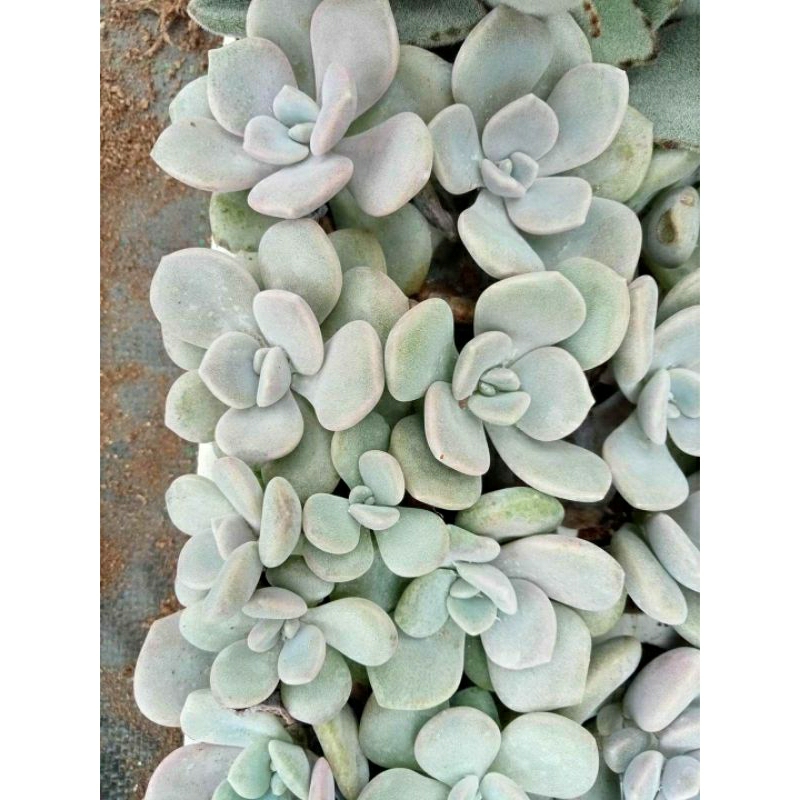 sen đá sỏi dẹt size vỉ