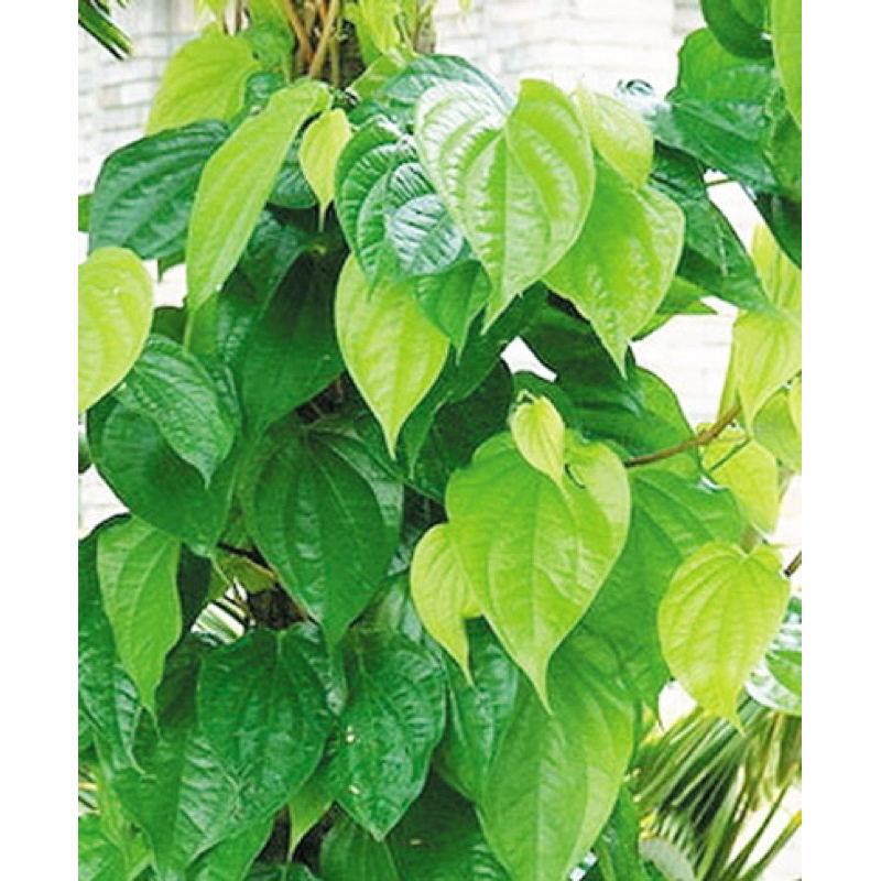 Chậu Trầu Không, Trầu Xanh lấy lá