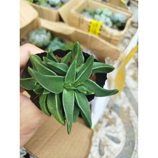 Sedum cỏ mĩ