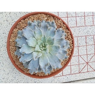  Chậu đất nung - chậu thau đại miệng 26cm cao 9 
