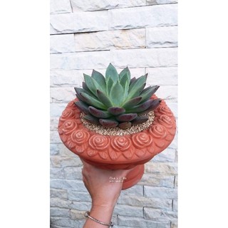 Chậu đất nung - chậu ly cúp hoa hồng