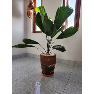 Chậu đất nung - chậu ống cao