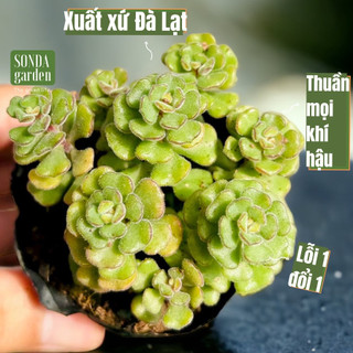 Sen đá sedum hoa hồng pháp size bé Sonda Garden lỗi 1 đổi 1 cây cảnh trang trí nhà cửa