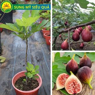 Cây giống sung mĩ