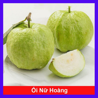 Cây giống ổi nữ hoàng