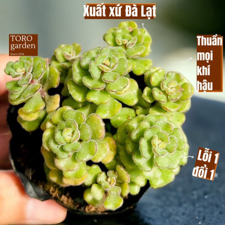 SEN ĐÁ SEDUM HOA HỒNG PHÁP 🥝 ĐÀ LẠT 🥬 HƯ 1 ĐỔI 1 ❄️ SIÊU CUTE