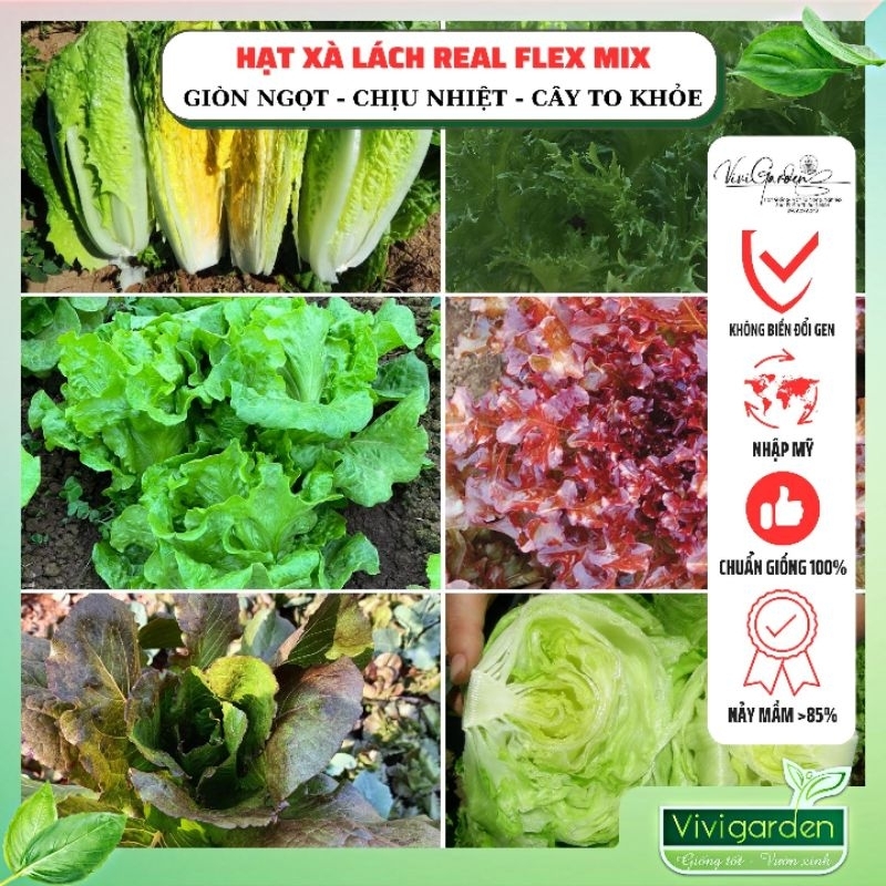 Hũ lẻ 1gr (~1000 hạt) hạt giống xà lách hạt trần Mỹ Real Flex Mix nhiều giống ngon dễ trồng, tỷ lệ nảy mầm cao
