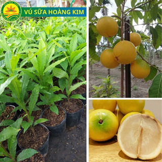 Cây giống vú sữa hoàng kim