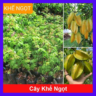Cây giống khế ngọt
