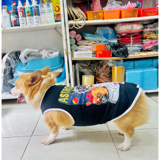 Áo cho chó corgi