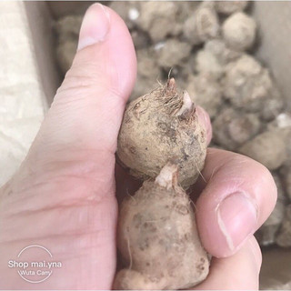 Củ Môn mix màu (5 củ)